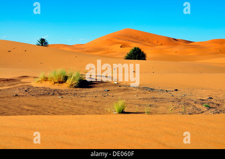 Dunes de sable, de l'Erg Chebbi, Maroc, Afrique Banque D'Images