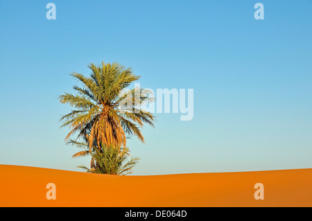 Palmier dans le désert de l'Erg Chebbi, Maroc, Afrique, PublicGround Banque D'Images