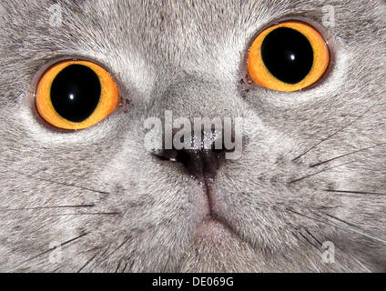 Chat, Chartreux, close-up de la face Banque D'Images