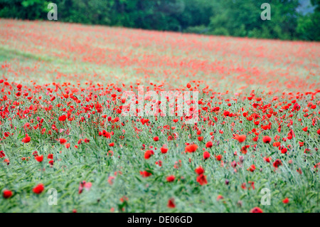 Poppiers (Papaver rhoeas) poussant dans un champ de blé, PublicGround Banque D'Images