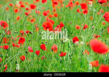 Coquelicot (Papaver rhoeas) poussant dans un champ de blé, PublicGround Banque D'Images