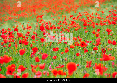 Coquelicot (Papaver rhoeas) poussant dans un champ de blé, PublicGround Banque D'Images