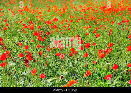 Coquelicot (Papaver rhoeas) poussant dans un champ de blé, PublicGround Banque D'Images