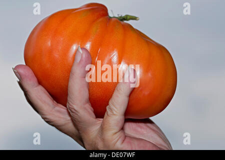 Main tenant une tomate coeur de boeuf Banque D'Images