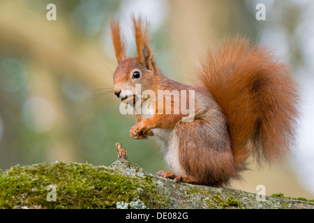 Eurasian Écureuil roux (Sciurus vulgaris), assis avec une noisette dans sa bouche Banque D'Images