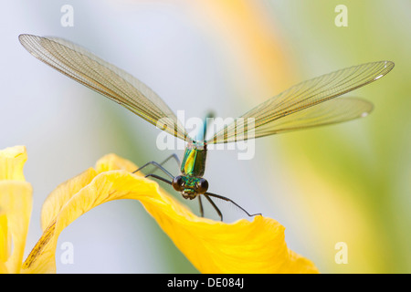 Bagués femelle Calopteryx splendens (Demoiselle) sur un iris Banque D'Images