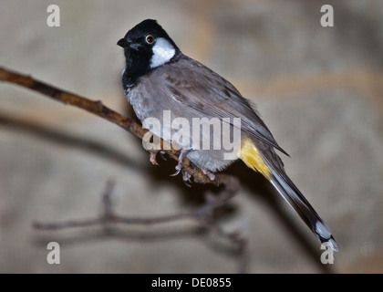 Bulbul à joues blanches/Himalayan (pycnonotus leucogenys) Banque D'Images