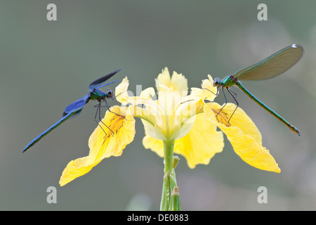 Demoiselles Calopteryx splendens (bandes), hommes et femmes sur un iris Banque D'Images