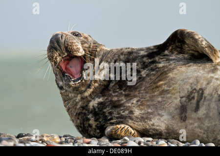 Phoque gris (Halichoerus grypus), le bâillement Banque D'Images