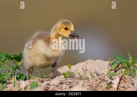 Bernache du Canada (Branta canadensis), chick Banque D'Images