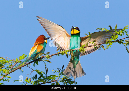 Deux des guêpiers d'Europe (Merops apiaster) sur une branche Banque D'Images