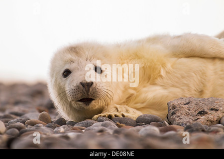 Phoque gris (Halichoerus grypus), pup Banque D'Images