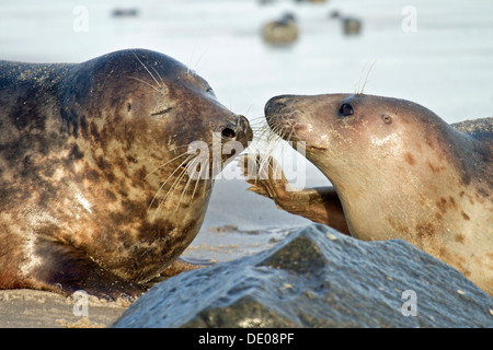 Phoque gris (Halichoerus grypus), mâle et femelle Banque D'Images