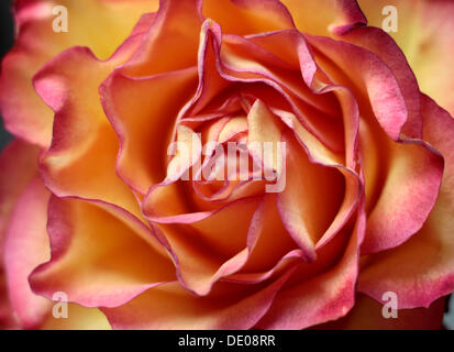 Rose et jaune, rose (Rosa), close-up Banque D'Images