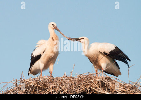 Deux jeunes Cigognes blanches (Ciconia ciconia) qui se battent pour une plume dans un nid Banque D'Images