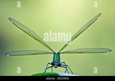 Bagués femelle Calopteryx splendens (Demoiselle) Banque D'Images