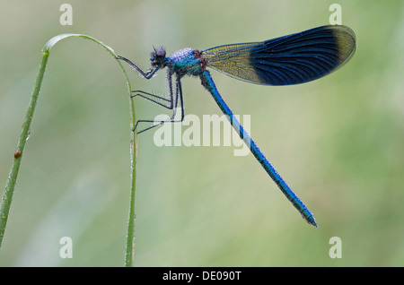 Bagué mâle Calopteryx splendens (Demoiselle) sur un brin d'herbe Banque D'Images