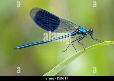 Bagué mâle Calopteryx splendens (Demoiselle) sur un timide Banque D'Images