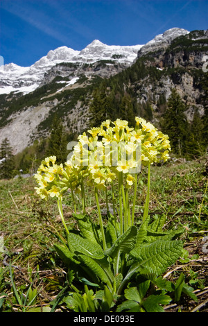 Oxlip (Primula elatior), Alpes, Autriche Banque D'Images