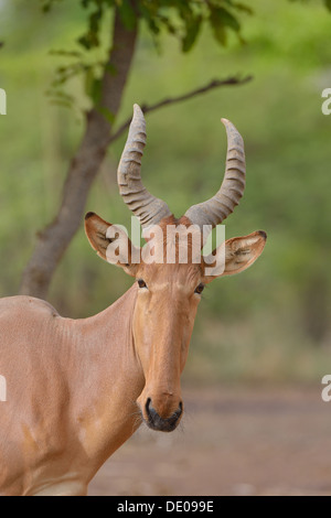 Bubale Alcelaphus buselaphus (ouest) principales détails tête Burkina Faso Banque D'Images