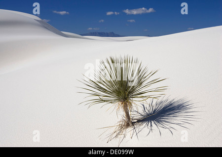 Soaptree yucca (Yucca elata) dans des dunes, White Sands National Monument, New Mexico, USA, Amérique du Nord Banque D'Images