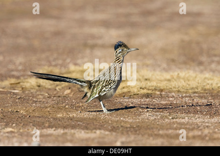 Une plus grande (Geococcyx californianus) Roadrunner, femme, refuge de la faune Bosque del Apache, New Mexico, USA Banque D'Images