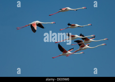 Petit troupeau de Flamant rose (Phoenicopterus roseus) volant près de Jack's Camp, Makgadikgadi Pan, Botswana Banque D'Images