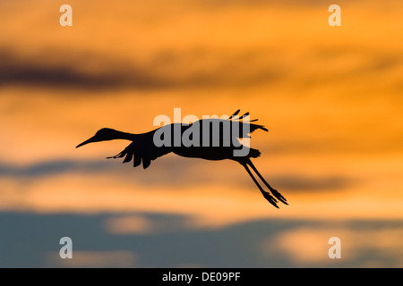 Grue du Canada (Grus canadensis) l'atterrissage au coucher du soleil, le Refuge de Vie Sauvage de Bosque del Apache, Nouveau Mexique, Amérique du Nord, Etats-Unis Banque D'Images