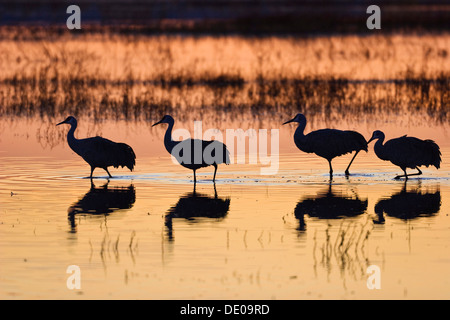 La grue du Canada (Grus canadensis) au lever du soleil, l'aube, le Refuge de Vie Sauvage de Bosque del Apache, Nouveau Mexique, Amérique du Nord, Etats-Unis Banque D'Images