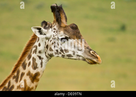 Girafe Masai [Giraffa camelopardalis], Masai Mara, Kenya. Banque D'Images
