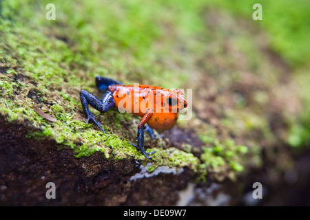 Strawberry-Poison dart Frog (dendrobates pumilio), appelant, forêt tropicale, Parc National Braulio Carrillo, Costa Rica Banque D'Images