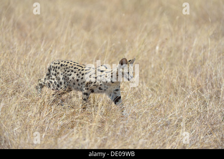 Serval (Leptailurus serval - Felis serval) la chasse dans les hautes herbes de la savane Masai Mara - Kenya - Afrique de l'Est Banque D'Images