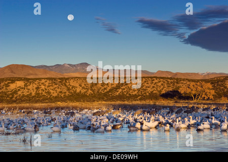 L'Oie des neiges (Anser) caeruescens et les Grues du Canada (Grus canadensis) à leur lieu de repos, le lever du soleil, la faune Bosque del Apache Banque D'Images