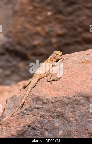 Lézard dans le Wadi Mathendous, Wadi Barjuj, désert de pierre, la Libye, Sahara, Afrique du Nord, Afrique Banque D'Images