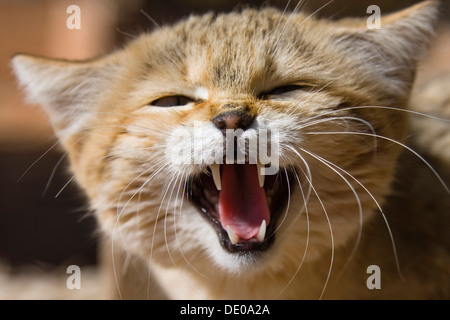 Chat Sauvage Africain (Felis silvestris lybica), snarling, Libye, Afrique du Nord, Afrique Banque D'Images