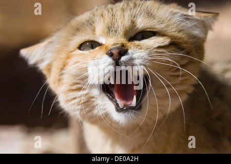 Chat Sauvage Africain (Felis silvestris lybica), snarling, Libye, Afrique du Nord, Afrique Banque D'Images