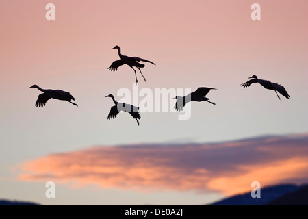 La grue du Canada (Grus canadensis) en vol au coucher du soleil, de l'atterrissage, Bosque del Apache, New Mexico, USA Banque D'Images