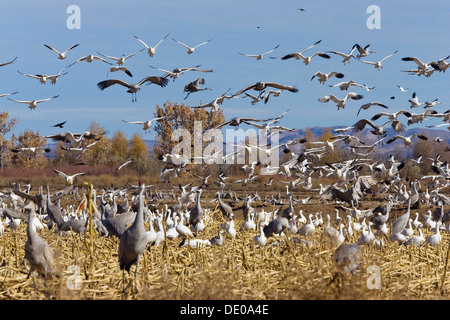 L'Oie des neiges (Anser caerulescens atlanticus, Chen caerulescens) et la grue du Canada (Grus canadensis) hivernant dans le Bosque del Banque D'Images