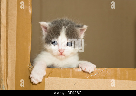 Chaton à couriously hors d'une boîte carton Banque D'Images