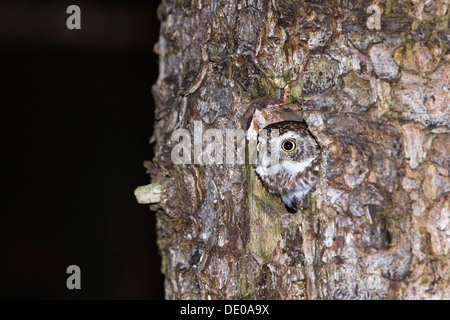 Chouette naine (Glaucidium passerinum) à sortir de son nid, la Bavière Banque D'Images