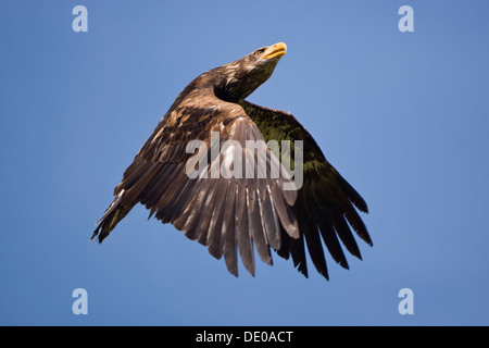 Les jeunes pygargues à queue blanche (Haliaeetus albicilla) en vol Banque D'Images