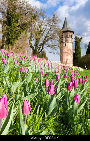 Mer de tulipes avec le Swedish tour sur l'île de Mainau, sur le lac de Constance, Bade-Wurtemberg, PublicGround Banque D'Images