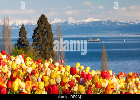 Mer de tulipes sur l'île de Mainau, sur le lac de Constance avec une vue au-delà de l'Konstanz-Meersburg ferry vers la neige-couvertes Banque D'Images