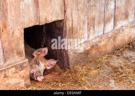 Porc domestique (Sus scrofa domestica) endormi à midi à l'ombre à une porte de l'écurie, Wasserauen, Appenzell Rhodes-Intérieures Banque D'Images