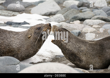 Les Otaries à fourrure antarctique (Arctocephalus gazella), Half Moon Island, Îles Shetland du Sud, l'Antarctique Banque D'Images