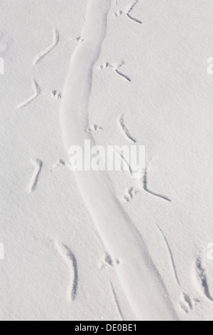 Les voies d'un manchot Adélie (Pygoscelis adeliae) glisser sur le ventre dans la neige, l'Antarctique Banque D'Images