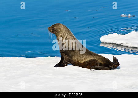 Argentina (Arctocephalus gazella) sur un icefloe, Antarctique Banque D'Images