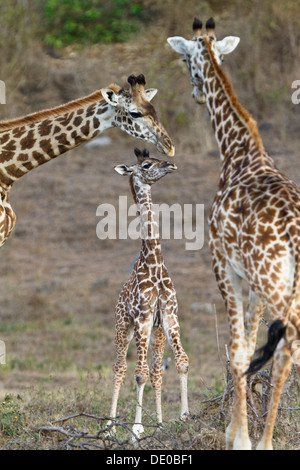 Les Masais girafes (Giraffa camelopardalis) avec de jeunes Banque D'Images