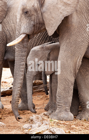 Les éléphants d'Afrique (Loxodonta africana) avec de jeunes Banque D'Images