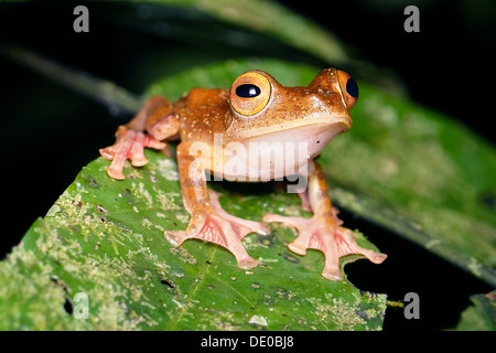 La grenouille arlequin Rhacophorus pardalis Bornéo Banque D'Images